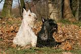 SCOTTISH TERRIER 125